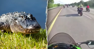 Florida motorcyclists injured after hitting six-foot alligator on highway