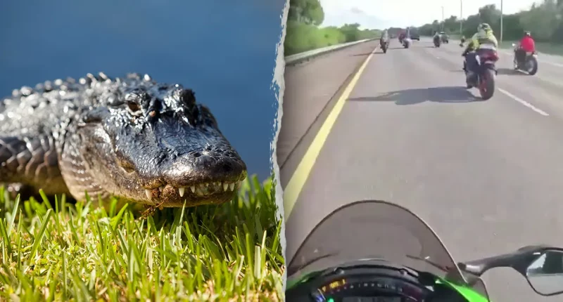 Florida motorcyclists injured after hitting six-foot alligator on highway
