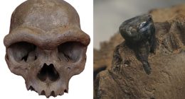 Fossilized 'Dragon Man' skull clears up baffling 'mystery' behind early humans: scientists