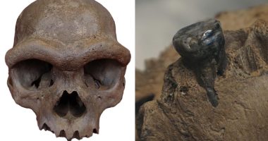 Fossilized 'Dragon Man' skull clears up baffling 'mystery' behind early humans: scientists