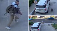 'Freaked out' Staten Islander chased by furious turkey in wild driveway showdown caught on camera