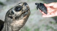 Galapagos tortoise celebrates his 135th birthday and his first Father's Day at Zoo Miami