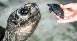 Galapagos tortoise celebrates his 135th birthday and his first Father's Day at Zoo Miami