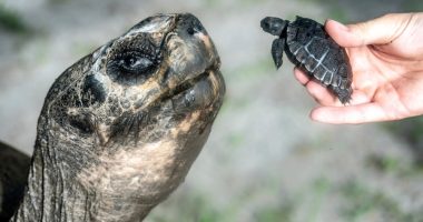 Galapagos tortoise celebrates his 135th birthday and his first Father's Day at Zoo Miami