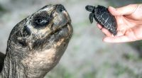 Galapagos tortoise celebrates his 135th birthday and his first Father's Day at Zoo Miami