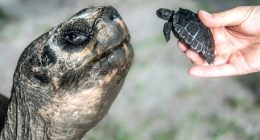 Galapagos tortoise celebrates his 135th birthday and his first Father's Day at Zoo Miami
