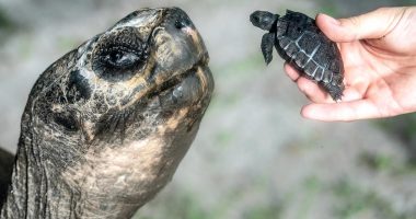 Galapagos tortoise celebrates his 135th birthday and his first Father's Day at Zoo Miami