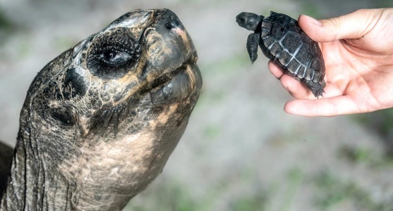 Galapagos tortoise celebrates his 135th birthday and his first Father's Day at Zoo Miami