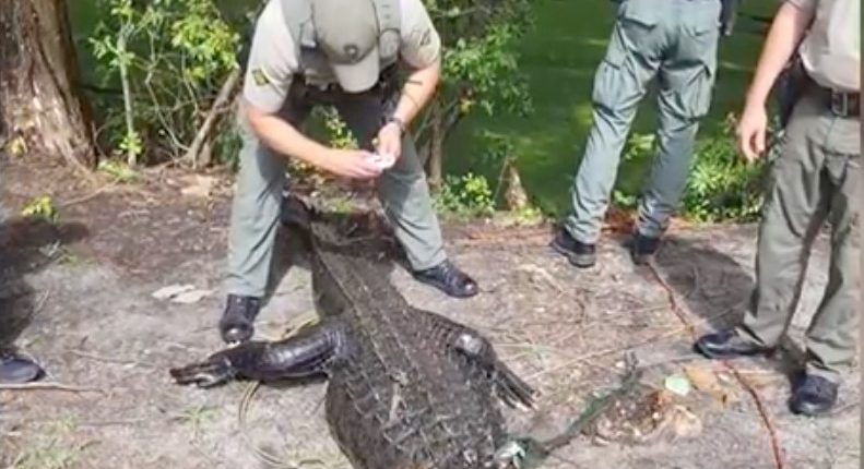 12-foot alligator killed after attacking a girl at Lake Waccamaw.