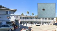 Guests win $2 million from hotel after bed bug infestation