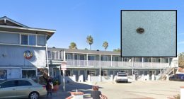 Guests win $2 million from hotel after bed bug infestation