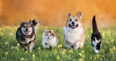 Hot weather safety tricks for your pets