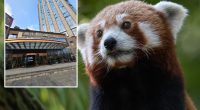 Hotel in China rapped by wildlife officials for using endangered red pandas to wake up guests
