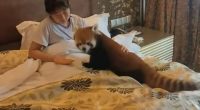 Woman in bed with a red panda.
