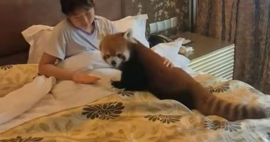 Woman in bed with a red panda.