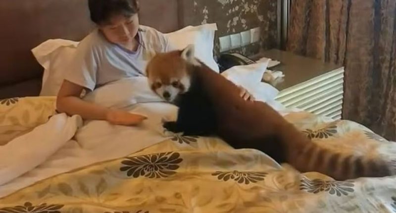 Woman in bed with a red panda.
