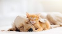 How to keep pets safe in emergencies: Illinois officials offer preparedness tips
