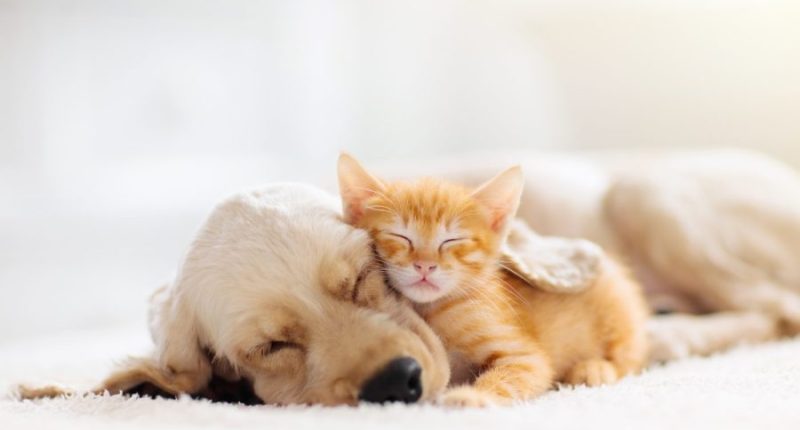 How to keep pets safe in emergencies: Illinois officials offer preparedness tips