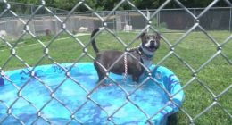 How to keep yourself -- and your furry friends -- safe amid Central Illinois' heatwave