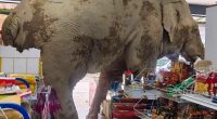 Elephant stuck in a supermarket.