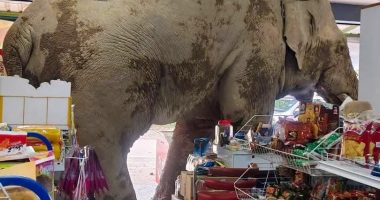 Elephant stuck in a supermarket.