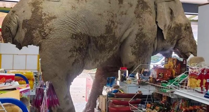 Elephant stuck in a supermarket.