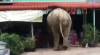 Plai Biang Lek