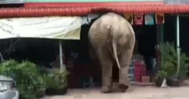 Plai Biang Lek
