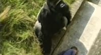 I fell into gorilla enclosure - what happened next was heartbreaking