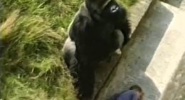 I fell into gorilla enclosure - what happened next was heartbreaking