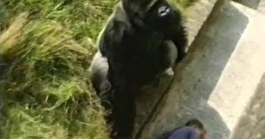 I fell into gorilla enclosure - what happened next was heartbreaking