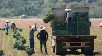 ICE RAIDS: Pres. Donald Trump curbs immigration enforcement at farms, meatpacking plants, hotels and restaurants