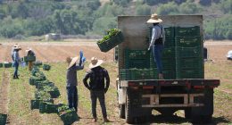 ICE RAIDS: Pres. Donald Trump curbs immigration enforcement at farms, meatpacking plants, hotels and restaurants
