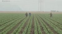 ICE agents chase after farmworkers as they flee fields during latest raid in Ventura County, California