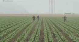ICE agents chase after farmworkers as they flee fields during latest raid in Ventura County, California