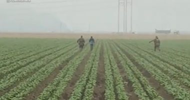 ICE agents chase after farmworkers as they flee fields during latest raid in Ventura County, California