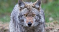 IDNR hosting Coyote Track workshop in Danville