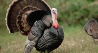 IDNR seeks 'citizen scientists' to submit turkey sightings in Illinois