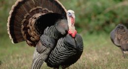 IDNR seeks 'citizen scientists' to submit turkey sightings in Illinois
