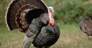 IDNR seeks 'citizen scientists' to submit turkey sightings in Illinois