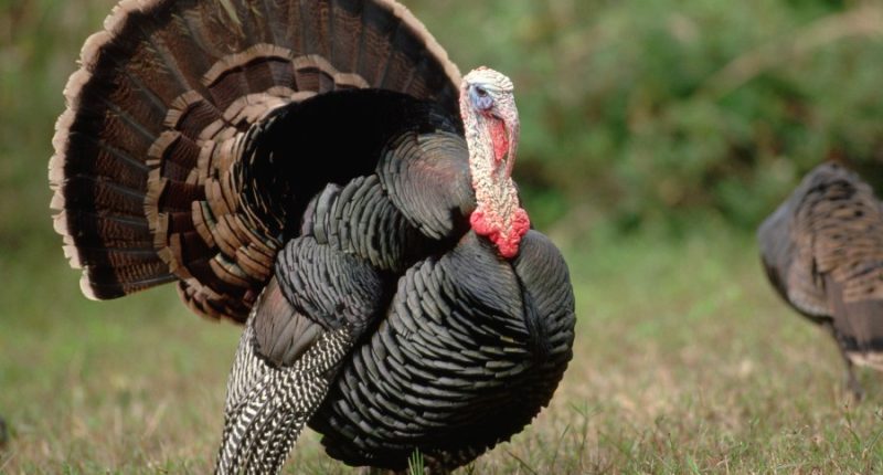 IDNR seeks 'citizen scientists' to submit turkey sightings in Illinois