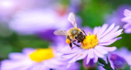 Illinois Extension offers tips on how to celebrate Pollinator Week