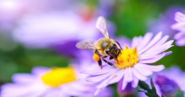 Illinois Extension offers tips on how to celebrate Pollinator Week