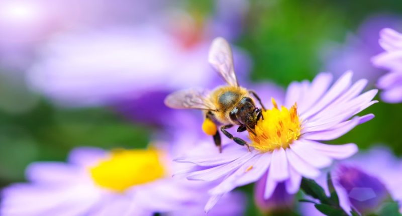 Illinois Extension offers tips on how to celebrate Pollinator Week