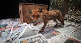 In London, the fox has its own ambulance service when it needs help