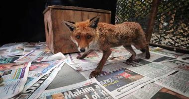 In London, the fox has its own ambulance service when it needs help