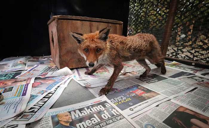 In London, the fox has its own ambulance service when it needs help