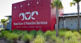 Jacksonville animal shelter sees surge in cat and dog adoptions