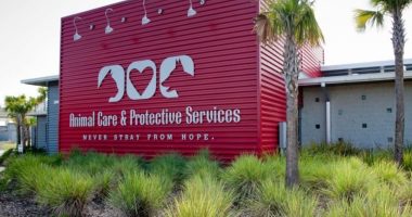 Jacksonville animal shelter sees surge in cat and dog adoptions