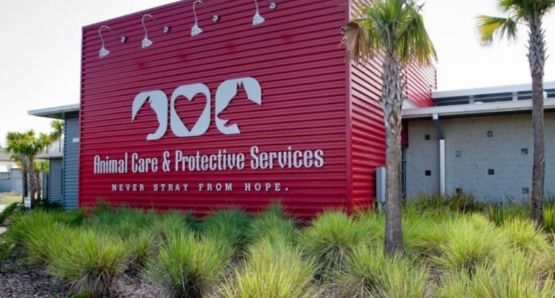 Jacksonville animal shelter sees surge in cat and dog adoptions